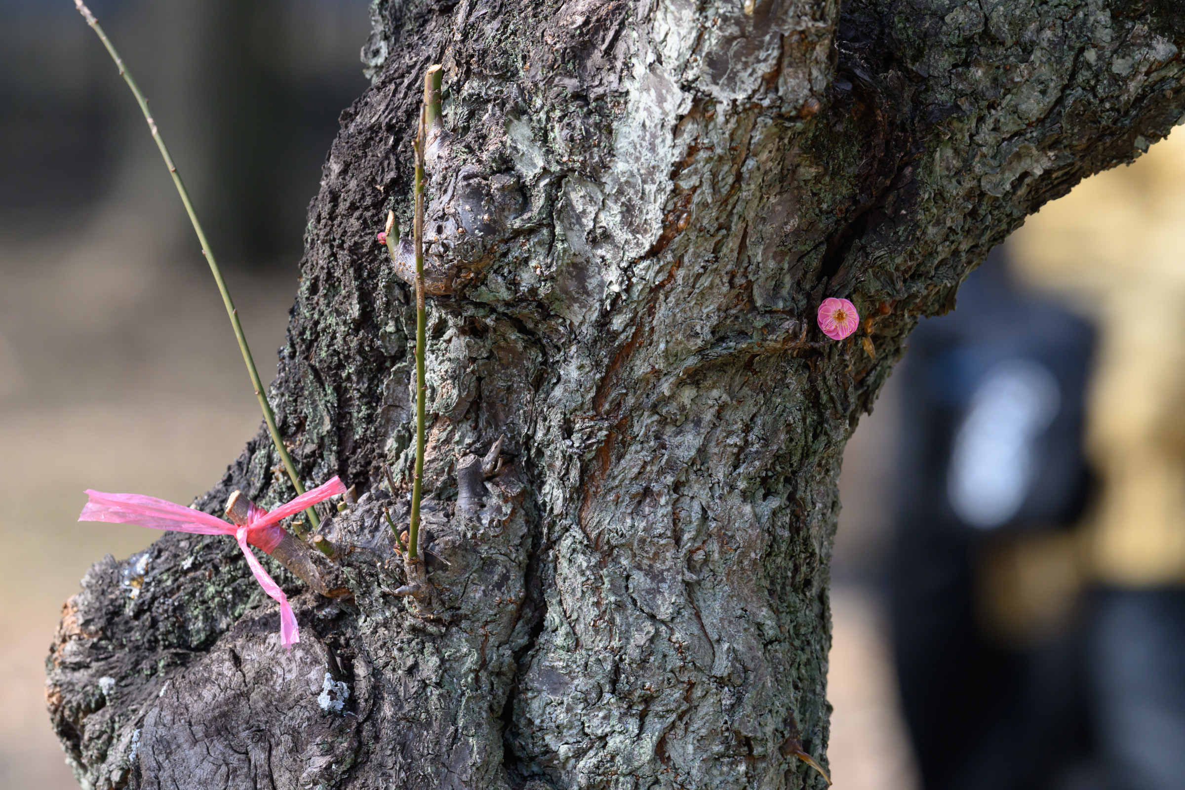 TVに繋ぐのは2.5インチのHDDがオススメ