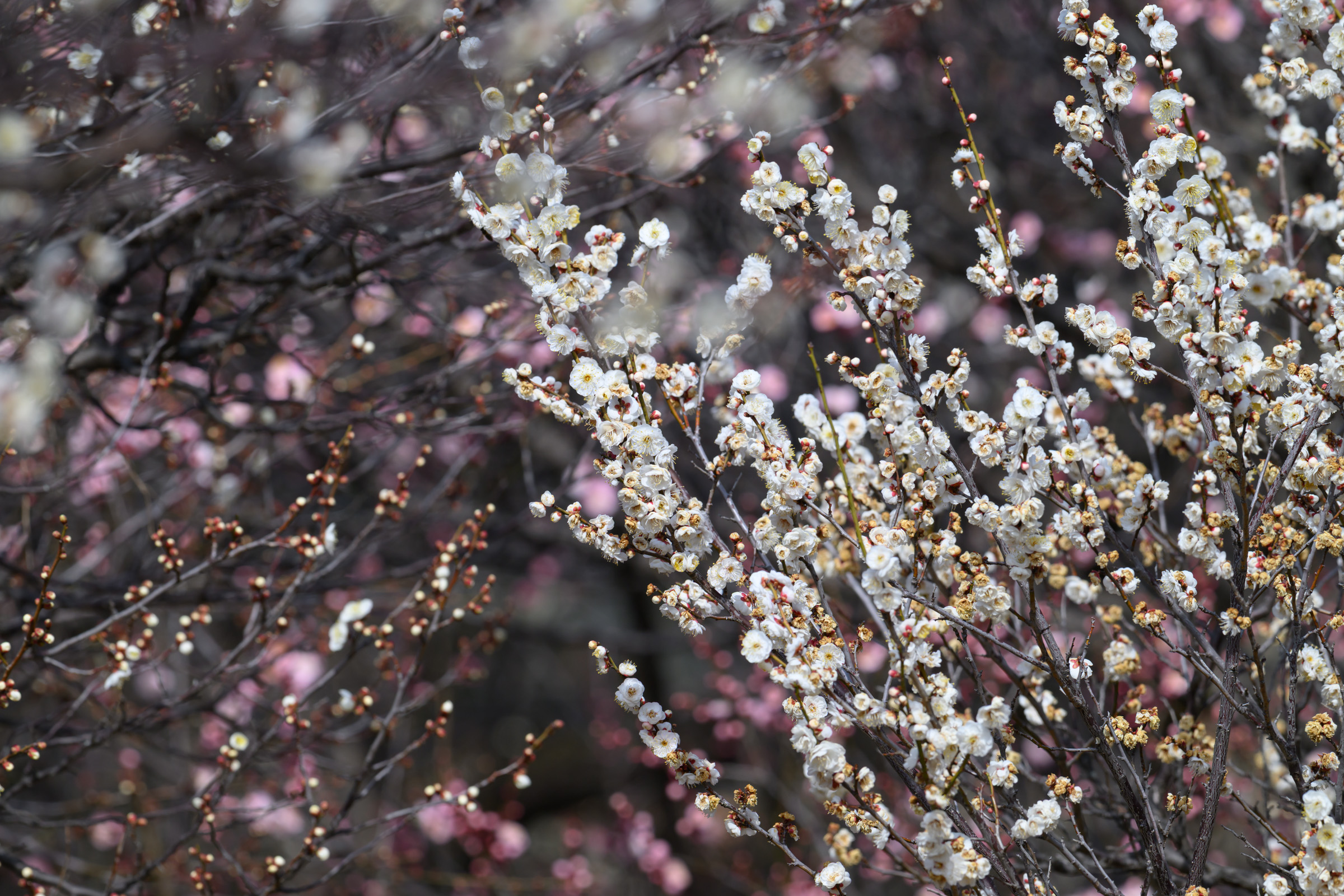 ケンタのオーダーミスでギフトカードをもらった