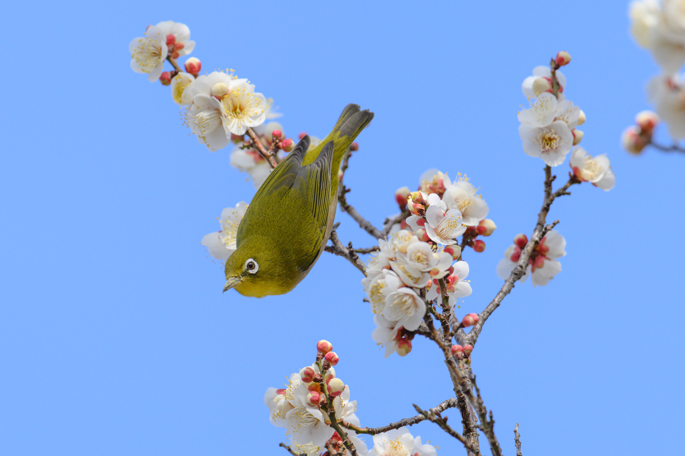 2025秋のニコンのキャッシュバックが入金される