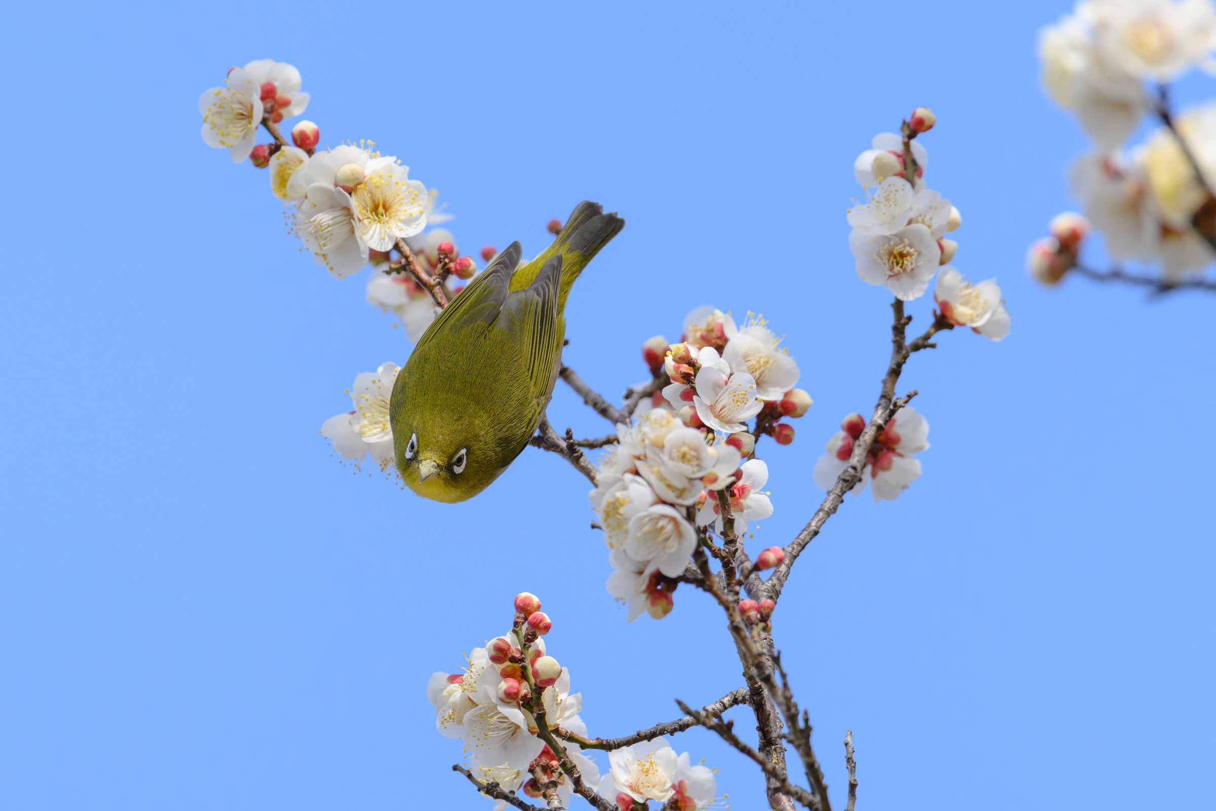 キヤノンのガチャやってきた