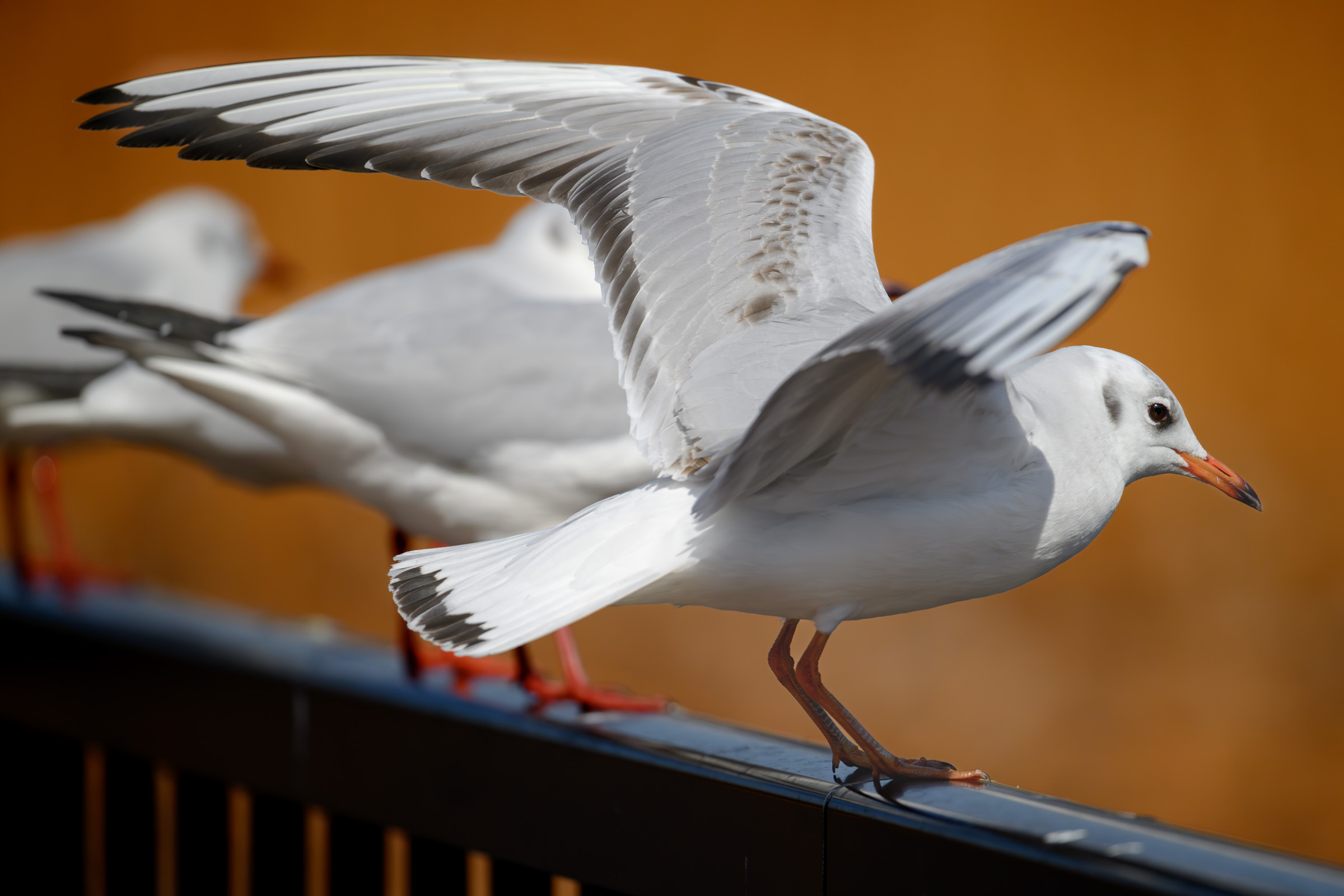 PureRAW6のハイファイ圧縮DNGはZ8の高効率★よりコンパクト