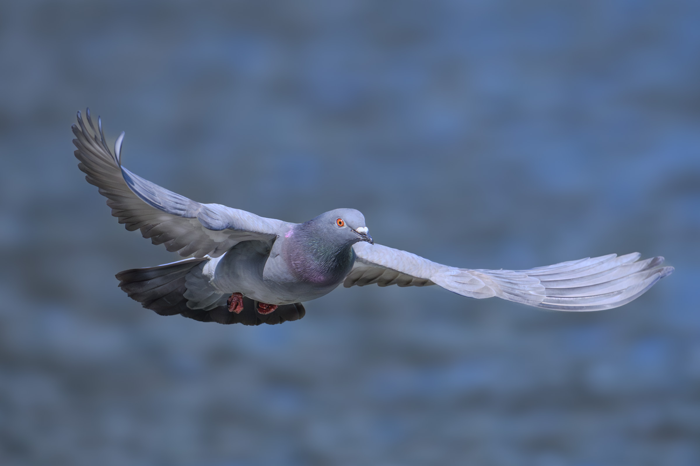 ハトとスズメくらいしかいないもんだと思ってた