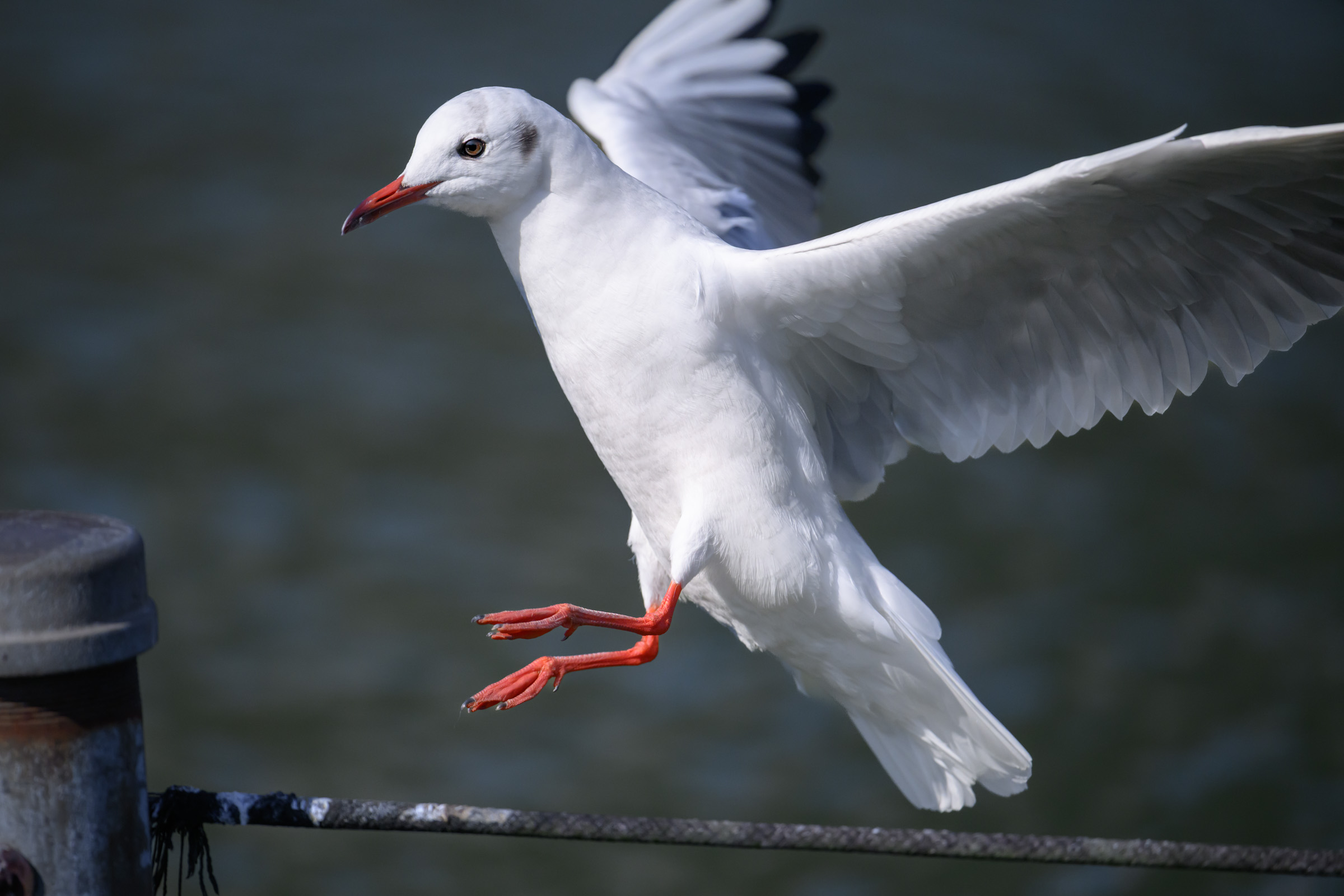 ZRが欲しくなってきて困る