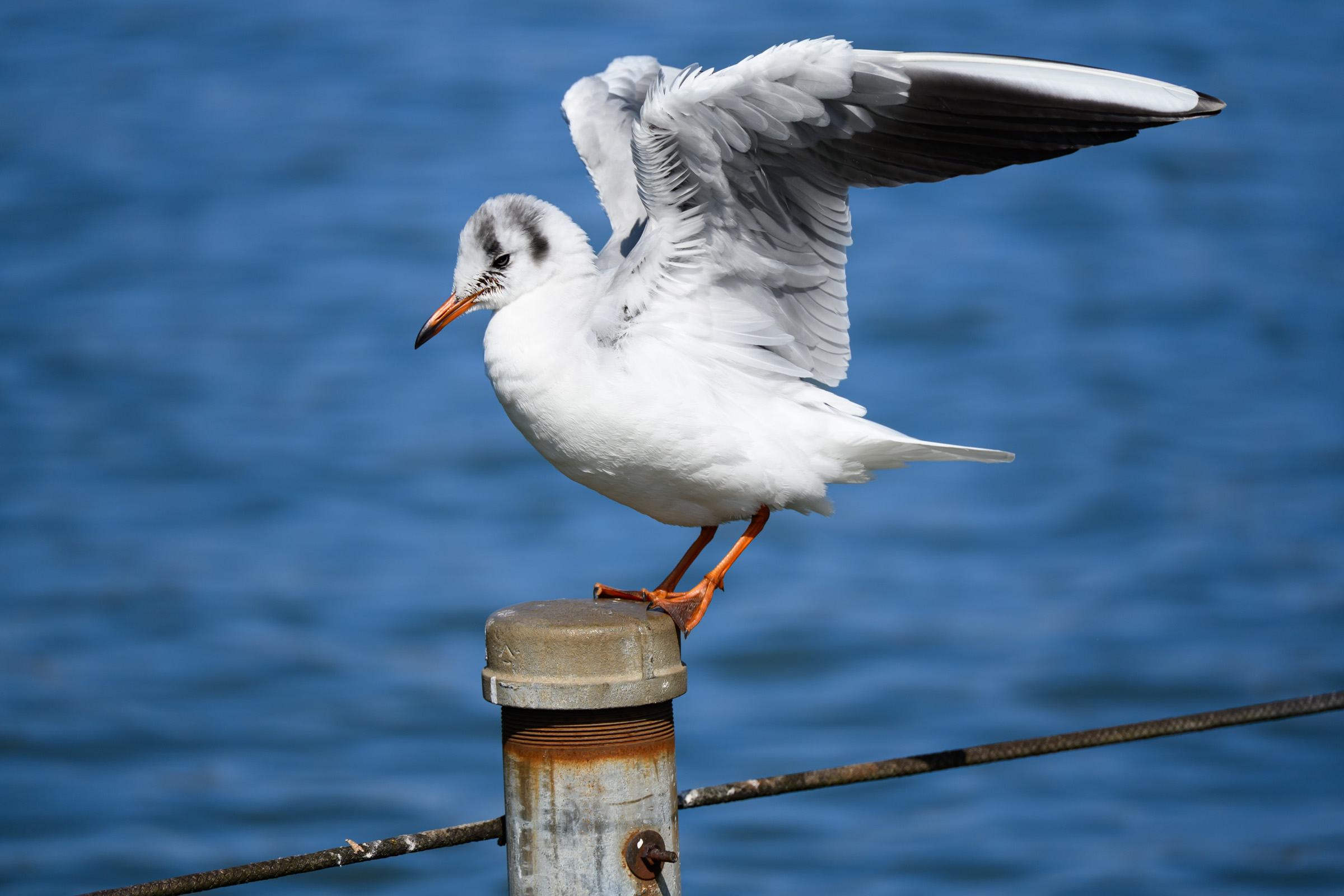 奥様、Z28-400mm f/4-8を買う